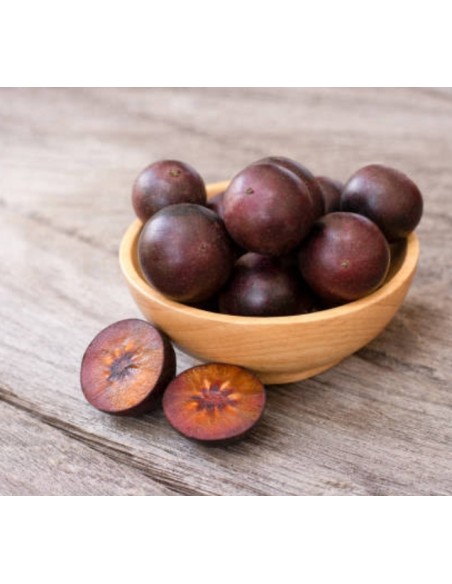 1 Tree of ''Tree of Cranberry red tropical''(Flacourtia indica) Exotic plant plum of gobernator Mexico