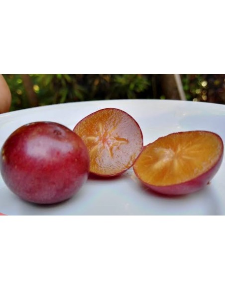 1 Tree of ''Tree of Cranberry red tropical''(Flacourtia indica) Exotic plant plum of gobernator Mexico