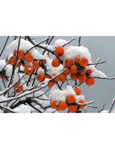 1 Live Persimmon tree (Diospyros kaki) Rare tree - Caqui fruit