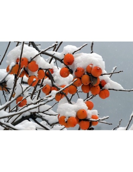 1 Live Persimmon tree (Diospyros kaki) Rare tree - Caqui fruit