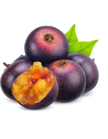 1 Tree of ''Tree of Cranberry red tropical''(Flacourtia indica) Exotic plant plum of gobernator Mexico