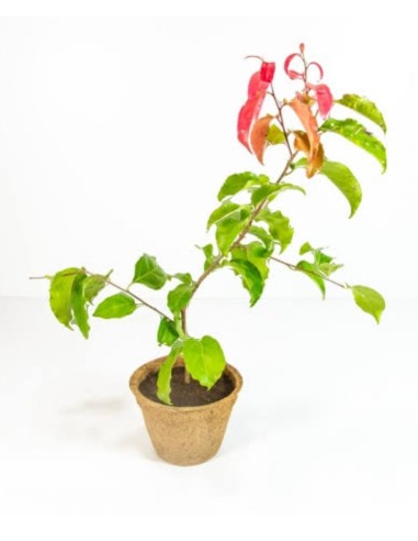 1 Tree of ''Tree of Cranberry red...