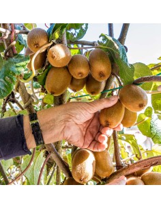 1 Italian Red Kiwi Tree... 2