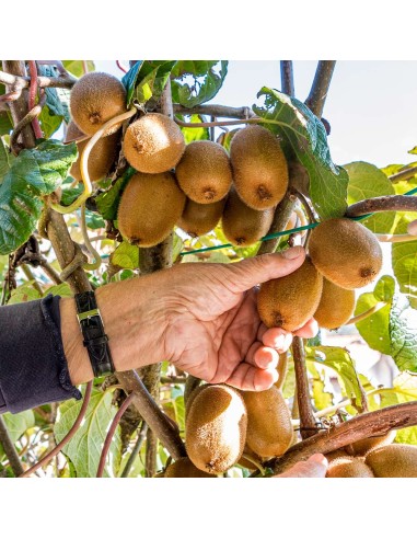 1 Italian Red Kiwi Tree Kiwi Vine for Garden -...
