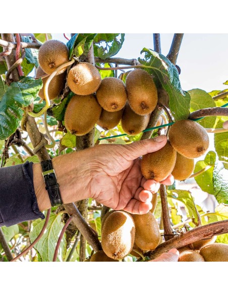 1 Italian Red Kiwi Tree Kiwi Vine for Garden - 50 Cms Plants