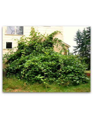 1 Italian Red Kiwi Tree Kiwi Vine for Garden -...