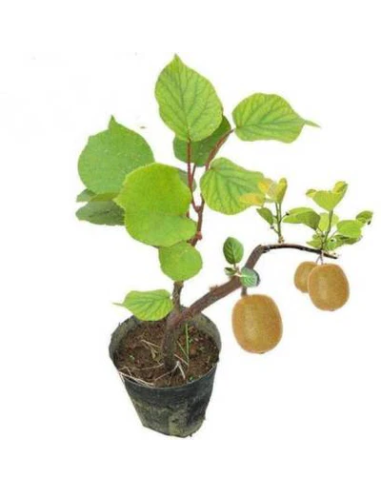 1 Italian Red Kiwi Tree Kiwi Vine for Garden -...