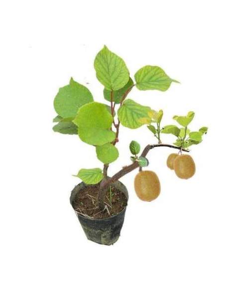 1 Italian Red Kiwi Tree Kiwi Vine for Garden - 50 Cms Plants