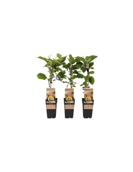 1 Arbolito de Kiwi Amarillo ''Golden kiwi'' Actinidia chinensis Vivero de venta de Kiwi en Mexico