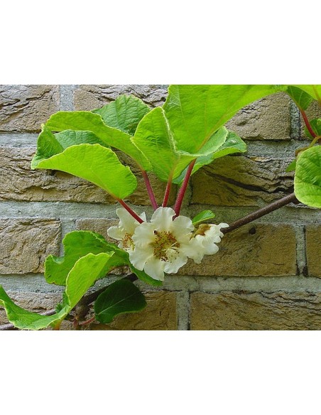 1 Arbolito de Kiwi Amarillo ''Golden kiwi'' Actinidia chinensis Vivero de venta de Kiwi en Mexico