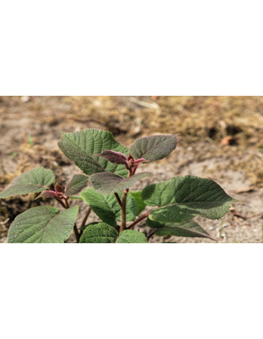 1 Yellow Kiwi Tree ''Golden kiwi'' Actinidia...