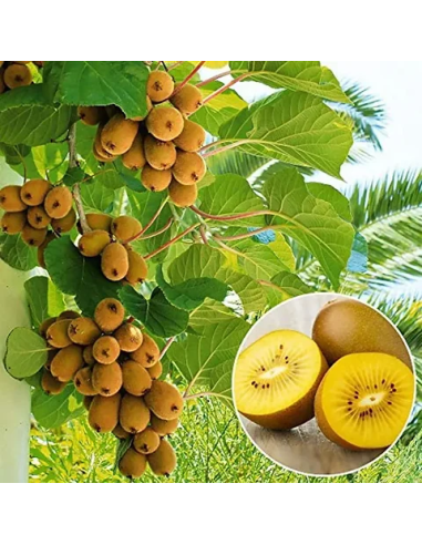 1 Yellow Kiwi Tree ''Golden kiwi'' Actinidia...