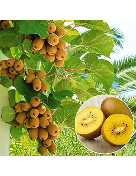 1 Arbolito de Kiwi Amarillo ''Golden kiwi'' Actinidia chinensis Vivero de venta de Kiwi en Mexico