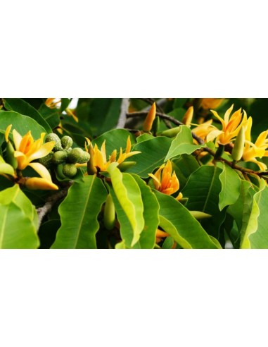 1 Magnolia champaca sapling - Banana magnolia - Yellow fragrant flowers for the garden