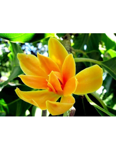 1 Magnolia champaca sapling - Banana magnolia -...