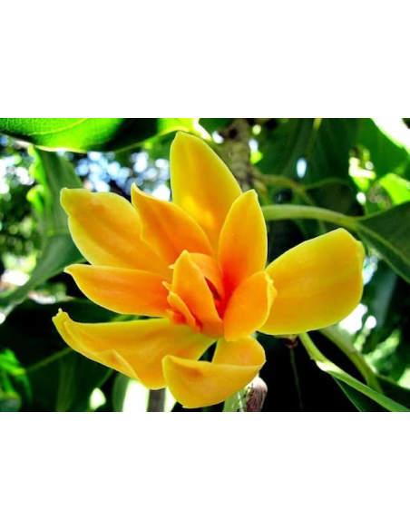 1 Magnolia champaca sapling - Banana magnolia - Yellow fragrant flowers for the garden