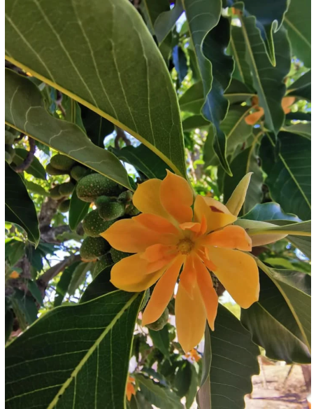 1 Magnolia champaca sapling - Banana magnolia - Yellow fragrant flowers for the garden