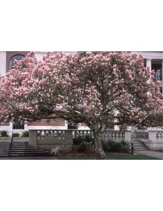 1 Arbolito de Magnolia...