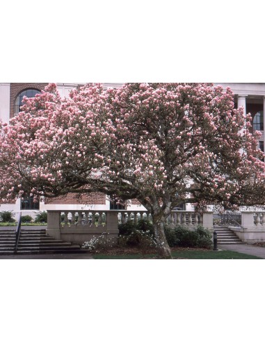 1 Pink Magnolia Soulangeana sapling - Pink Magnolia for sale on the internet