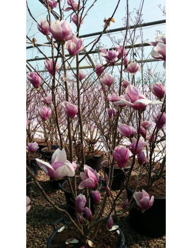 1 Pink Magnolia Soulangeana sapling - Pink...