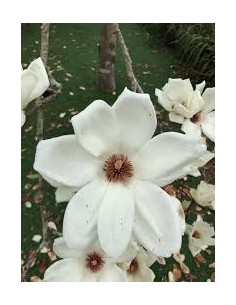 1 Arbolito de Magnolia...
