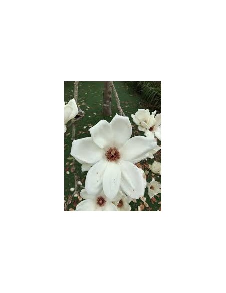1 Arbolito de Magnolia Blanca normal - Magnolia grandiflora, Venta en Mexico