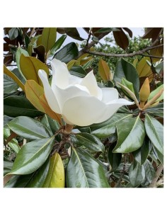 1 Arbolito de Magnolia... 2