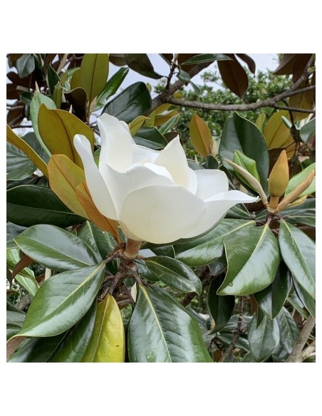 1 Arbolito de Magnolia Blanca normal - Magnolia grandiflora, Venta en Mexico