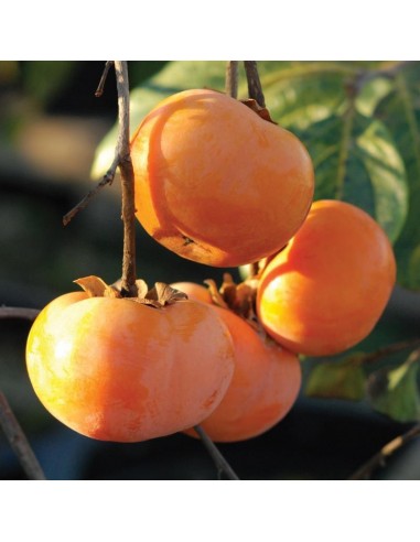 1 Arbol de Persimo (Diospyos lotus) Caqui, Persimmon, Japones listos para Plantar.