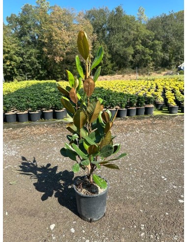 1 Small tree of normal white Magnolia -...