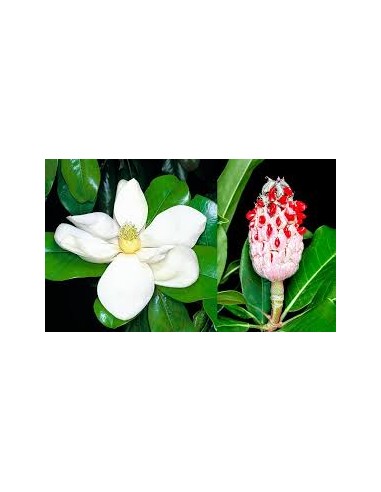 1 Small tree of normal white Magnolia -...
