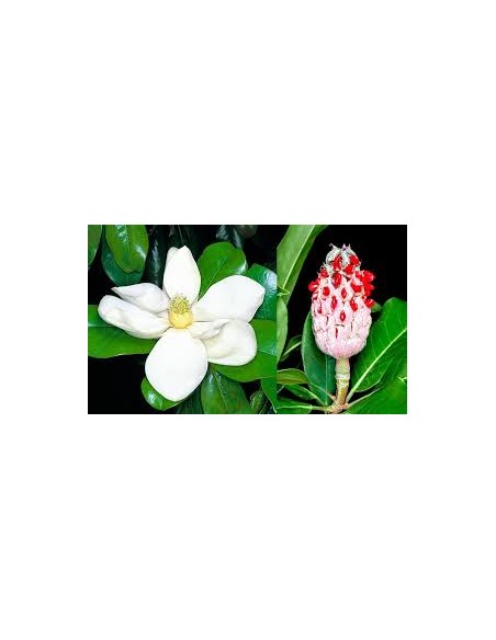 1 Arbolito de Magnolia Blanca normal - Magnolia grandiflora, Venta en Mexico