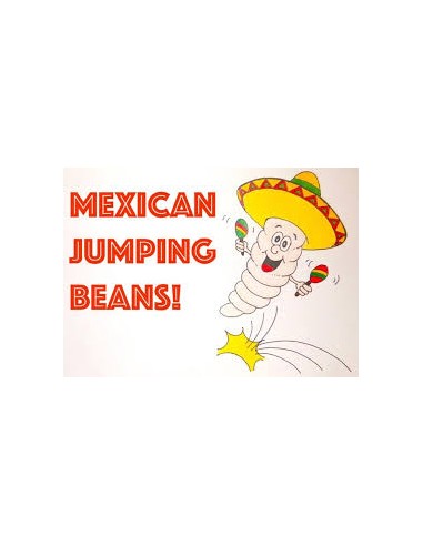 500 Frijolitos Saltarines vivos Mexican jumping beans for sale in Mexico - Official game board included