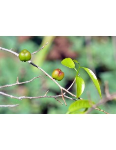 50 Live Jumping Beans with...