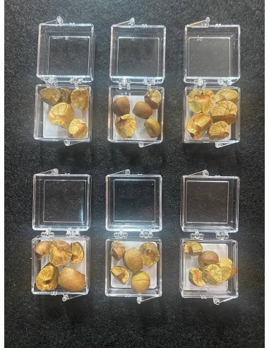 50 Frijolitos saltarines vivos con tablero de...