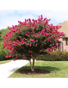 1 Tree Mirto crepe - Green...