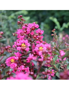 1 Tree Mirto crepe - Green... 2