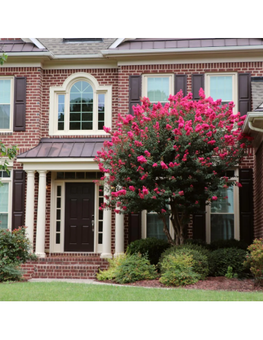 1 Arbolito Mirto crepe - Verde - Flor morada...