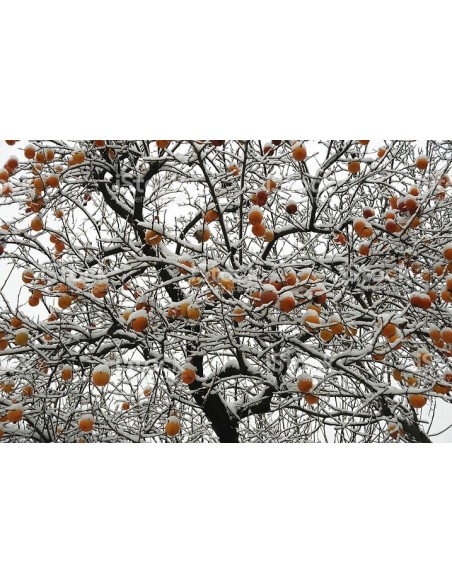 1 Live Persimmon tree (Diospyros kaki) Rare tree - Caqui fruit