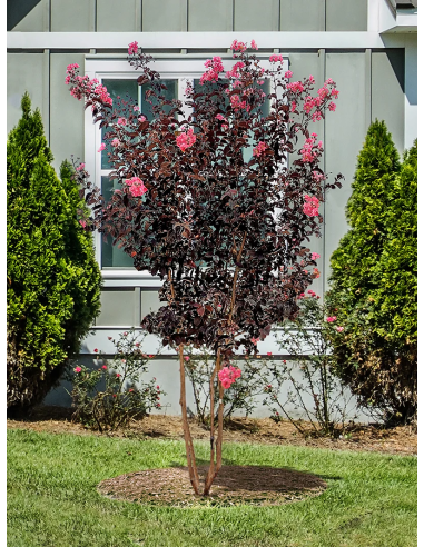 1 Arbolito Mirto crepe - Verde - Flor morada...