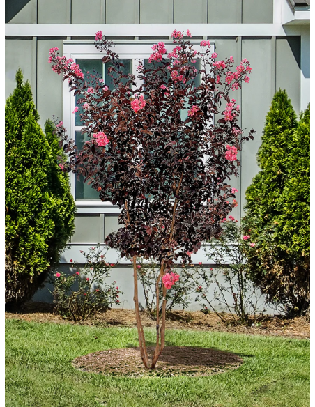 1 Tree Mirto crepe - Green - Tree de jupiter abode flower