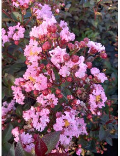 1 Myrtle Crepe (Crappe...