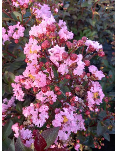 1 Myrtle Crepe (Crappe myrtle) Tree Green Pink flowers