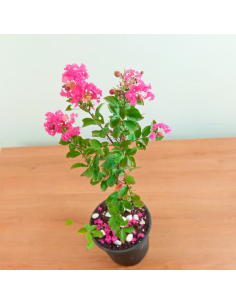 1 Jupiter sapling Black...