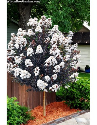 1 "Crepe myrtle" sapling White flower black leaves Black diamond