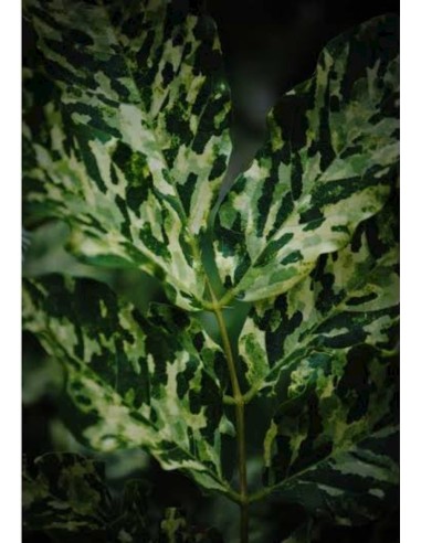 1 Wisteria variegada - Akaji nishiki - Rare...