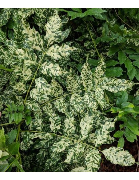 1 Wisteria variegada - Akaji nishiki - Raras wisterias de hoja bicolor - Unicas en America latina