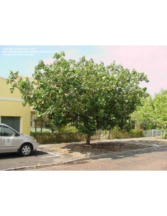 1 Variegated Majagua tree... 2