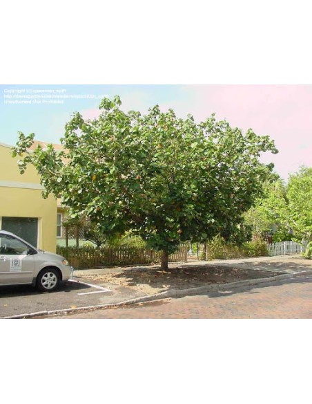 1 Variegated Majagua tree (Hibiscus tiliaceus variegata) Hibiscus green with white leaves