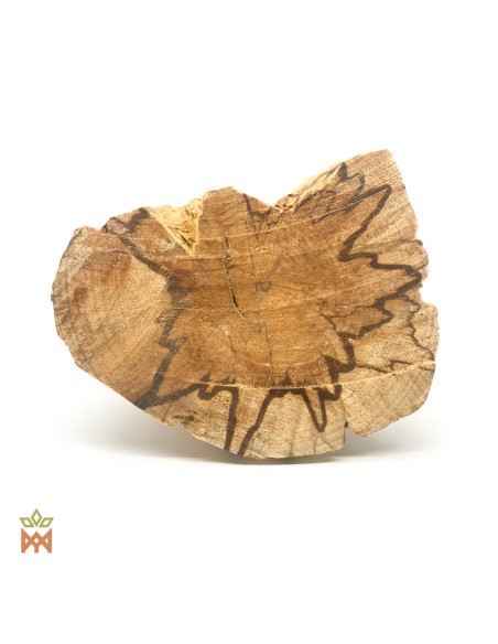 1 Palo santo (Bursera graveolens) sapling Medicinal and endangered tree